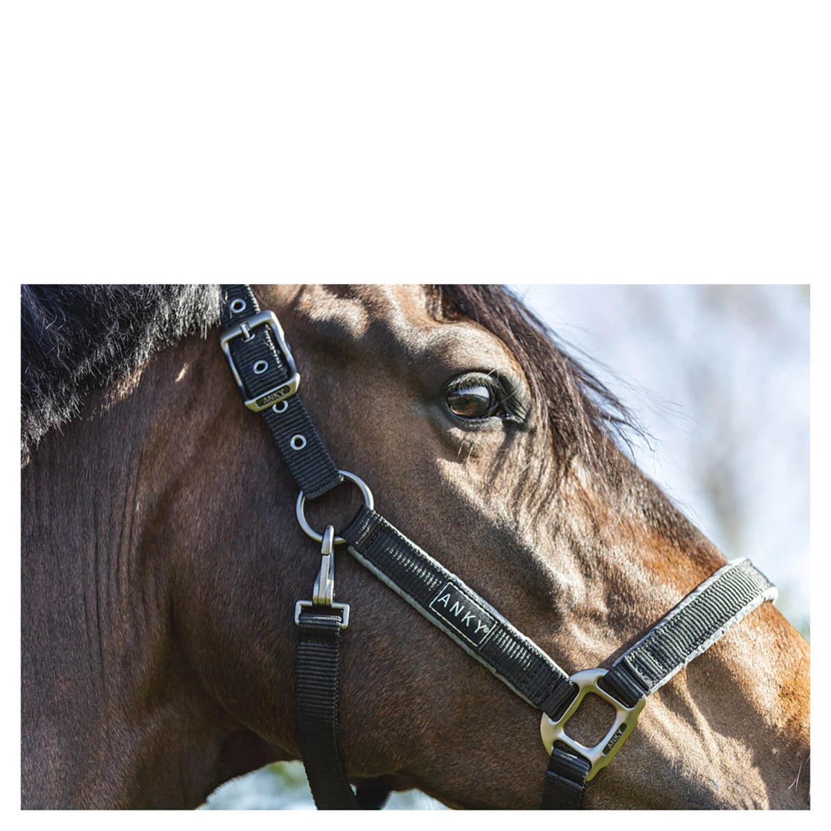 Halster Anky Grooming Zwart 3 Halster Anky Grooming Zwart - Afbeelding 3