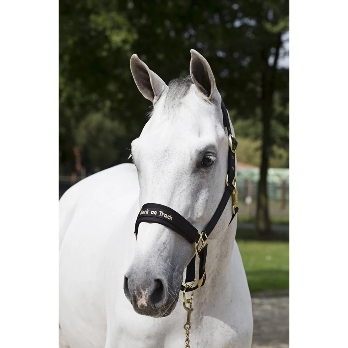 Halster Back On Track Zwart 2 Halster Back On Track Zwart - Afbeelding 2