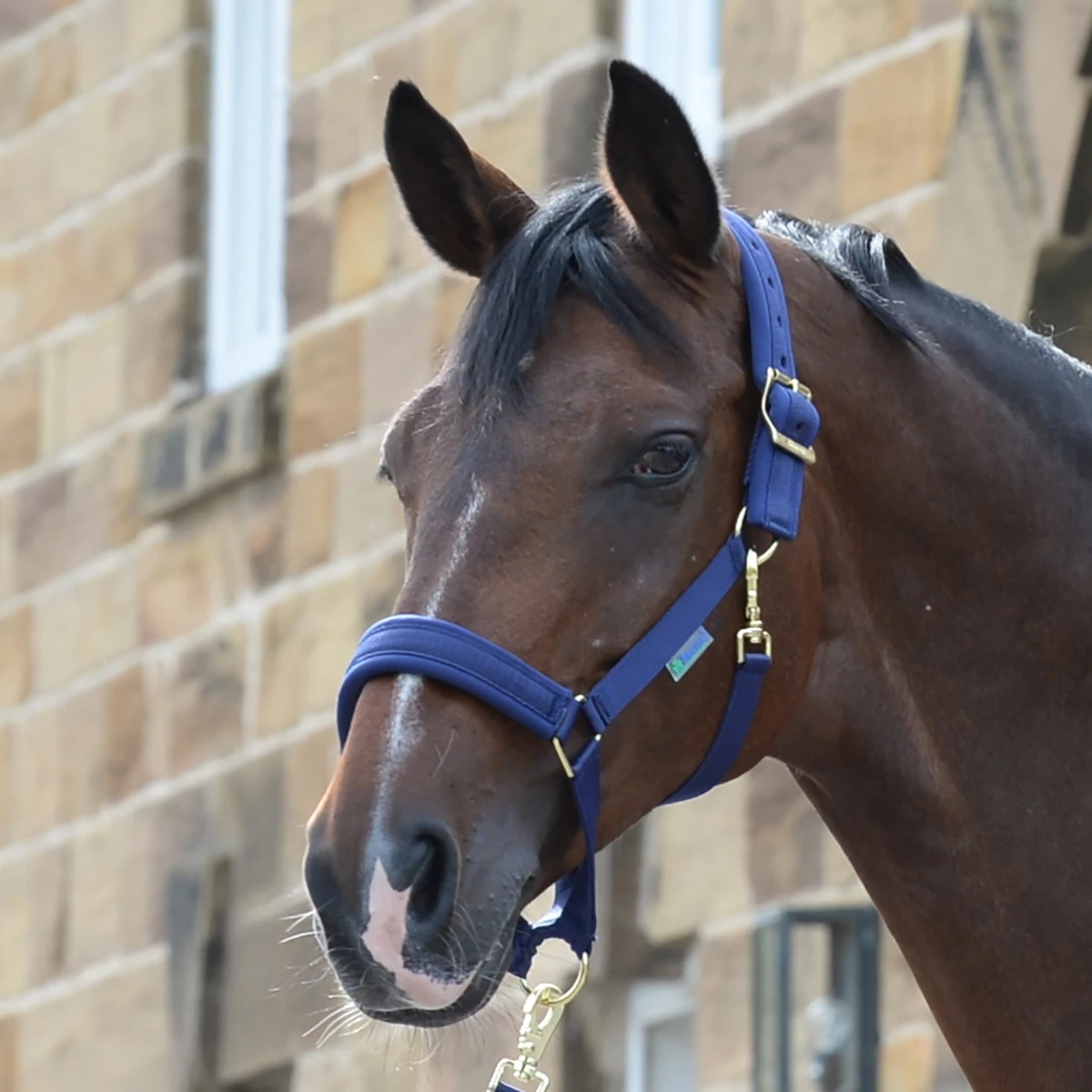 Halster Bucas Comfort Donkerblauw 2 Halster Bucas Comfort Donkerblauw - Afbeelding 2