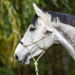 Halster Dy'on Training Lcbd Zwart -Weath Paard Winkel halster dy on training lcbd zwart 1500x1500 143166