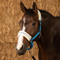 Halster Harry's Horse Lyrics VI Middenblauw