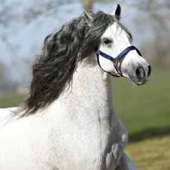 Halster Horsegear Aurum Donkerblauw -Weath Paard Winkel halster horsegear aurum donkerblauw 1500x1500 139108