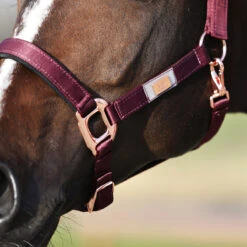 Halster Horsegear Aurum Donkerrood -Weath Paard Winkel halster horsegear aurum donkerrood 1500x1500 139111