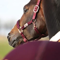 Halster Horsegear Aurum Donkerrood -Weath Paard Winkel halster horsegear aurum donkerrood 1500x1500 139112
