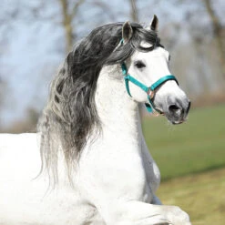 Halster Horsegear Aurum Groen -Weath Paard Winkel halster horsegear aurum groen 1500x1500 139118