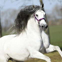 Halster Horsegear Aurum Paars -Weath Paard Winkel halster horsegear aurum paars 1500x1500 139105