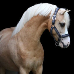 Halster Horsegear Lux Donkerblauw -Weath Paard Winkel halster horsegear lux donkerblauw 1500x1500 123520