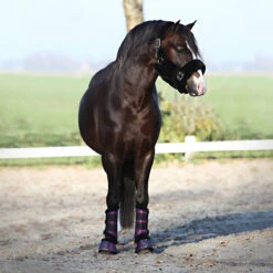 Halster Horsegear Suave Zwart -Weath Paard Winkel halster horsegear suave zwart 1500x1500 102989