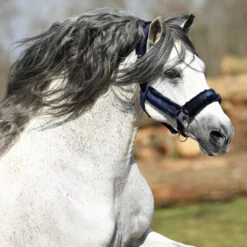 Halster Horsegear Velvet Donkerblauw -Weath Paard Winkel halster horsegear velvet donkerblauw 1500x1500 123539