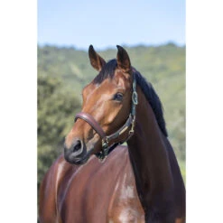 Halster LeMieux Capella Donkergroen-bruin -Weath Paard Winkel halster lemieux capella donkergroen bruin 1500x1500 132483