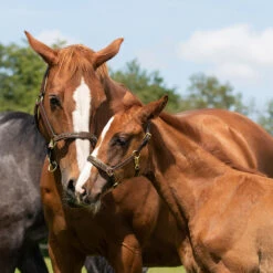 Halster QHP Lupine Leer Middenbruin-beige -Weath Paard Winkel halster qhp lupine leer middenbruin beige 1500x1500 101228