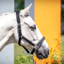 Halster Schockemöhle Memphis Anatomic Style Zwart -Weath Paard Winkel halster schockemohle memphis anatomic style zwart 1500x1500 182057