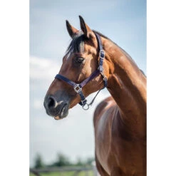 Halsterset Epplejeck EJGlitter Paars -Weath Paard Winkel halsterset epplejeck ejglitter paars 1500x1500 168263