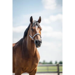 Halsterset Epplejeck EJGlitter Zilver -Weath Paard Winkel halsterset epplejeck ejglitter zilver 1500x1500 168269