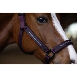 Halsterset Equestrian Stockholm Clean Black Raven Paars -Weath Paard Winkel halsterset equestrian stockholm clean black raven paars 1500x1500 179367