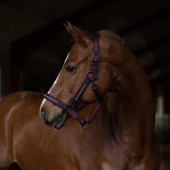 Halsterset Equestrian Stockholm Clean Black Raven Paars -Weath Paard Winkel halsterset equestrian stockholm clean black raven paars 1500x1500 179368