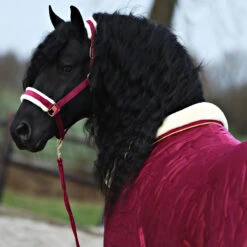 Halsterset Friesian Horse By Horsegear Donkerrood -Weath Paard Winkel halsterset friesian horse by horsegear donkerrood 1500x1500 173374