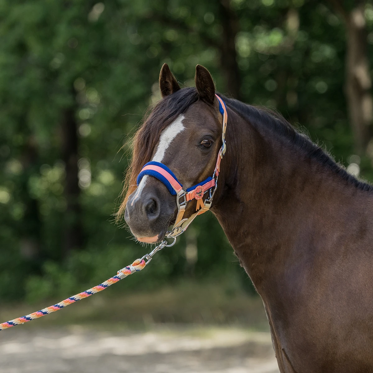 Halsterset Horka Jolly Oranje 2 Halsterset Horka Jolly Oranje - Afbeelding 2