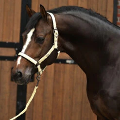 Halsterset Horsegear HGSparkle Goud -Weath Paard Winkel halsterset horsegear hgsparkle goud 1500x1500 169448