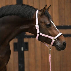 Halsterset Horsegear HGSparkle Roze -Weath Paard Winkel halsterset horsegear hgsparkle roze 1500x1500 169445