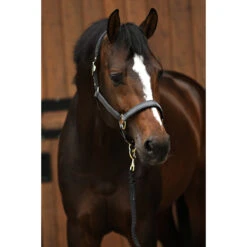 Halsterset Horsegear HGSparkle Zwart -Weath Paard Winkel halsterset horsegear hgsparkle zwart 1500x1500 169443