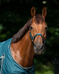 Halsterset QHP Turnout Collection Turquoise