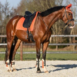Kogelbeschermers QHP Menton Oranje -Weath Paard Winkel kogelbeschermers qhp menton oranje 1500x1500 186879