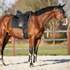 Peesbeschermers QHP Menton Zwart -Weath Paard Winkel peesbeschermers qhp menton zwart 1500x1500 186858