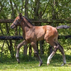 Veulenhalster QHP Leer Shimmer Zwart -Weath Paard Winkel veulenhalster qhp leer shimmer zwart 1500x1500 124149