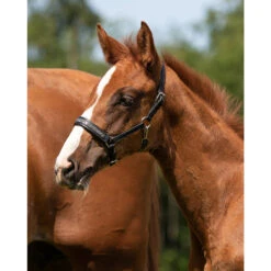 Veulenhalster QHP Lupine Leer Zwart-grijs -Weath Paard Winkel veulenhalster qhp lupine leer zwart grijs 1500x1500 101237