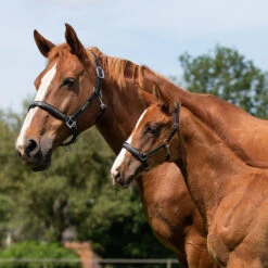 Veulenhalster QHP Lupine Leer Zwart-grijs -Weath Paard Winkel veulenhalster qhp lupine leer zwart grijs 1500x1500 101238