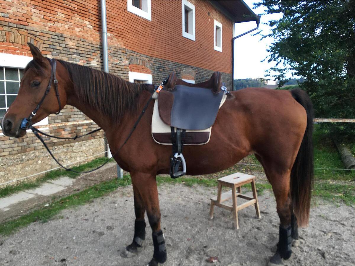 Weath Paard Winkel -Weath Paard Winkel 6eaefd2e077eda194a5b1c56d64033ec171016972472513